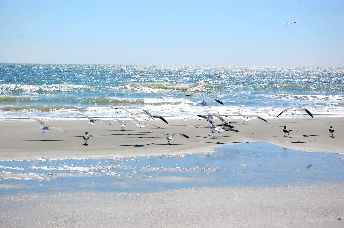 A serene stretch of sandy Myrtle Beach is bathed in gentle sunlight, with glistening ocean waves rolling toward the shore. A flock of birds swoops low over the water, while a shallow pool shimmers in the foreground, inviting families to stroll, play, and explore. The mood is tranquil and open, capturing the natural beauty and adventure of the beachfront just steps from Harbourside 201.